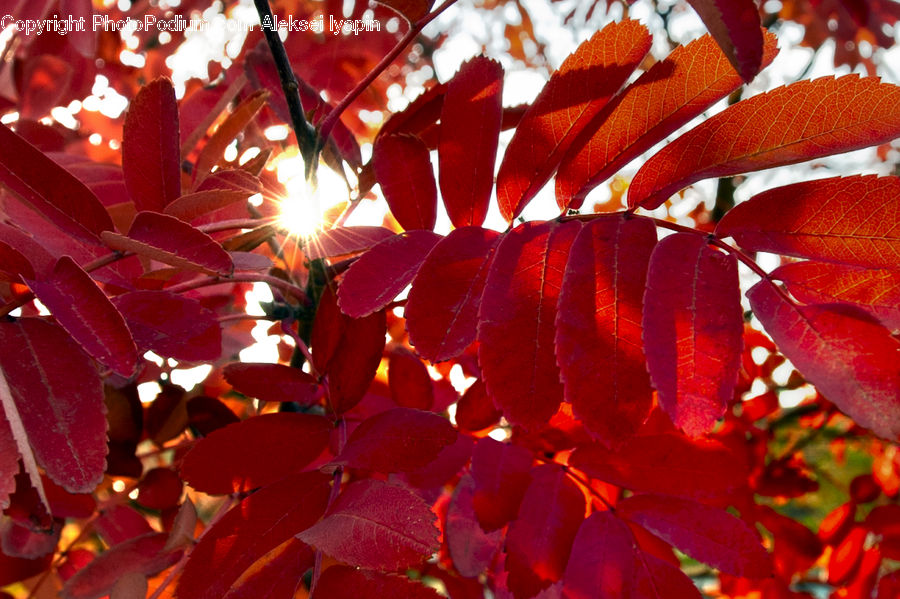 Flare, Light, Sunlight, Maple, Tree, Wood, Blossom