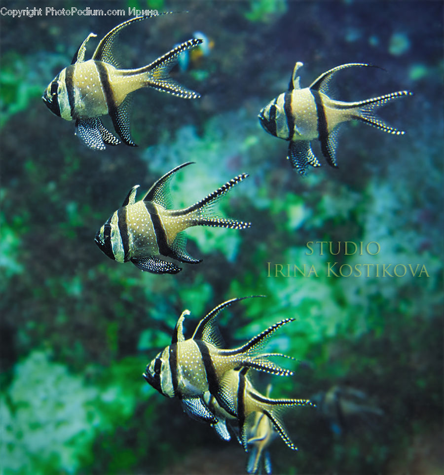 Fish, Sea Life, Surgeonfish, Angelfish, Coral Reef, Outdoors, Reef