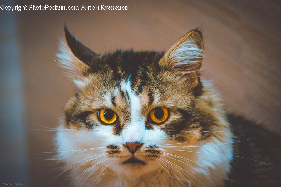 Animal, Cat, Mammal, Pet, Manx, Abyssinian