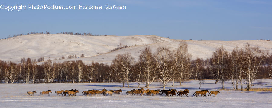 Dogsled, Sled, Landscape, Nature, Scenery, Outdoors, Plateau
