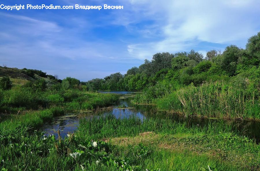 Land, Marsh, Outdoors, Swamp, Water, Pond, Field