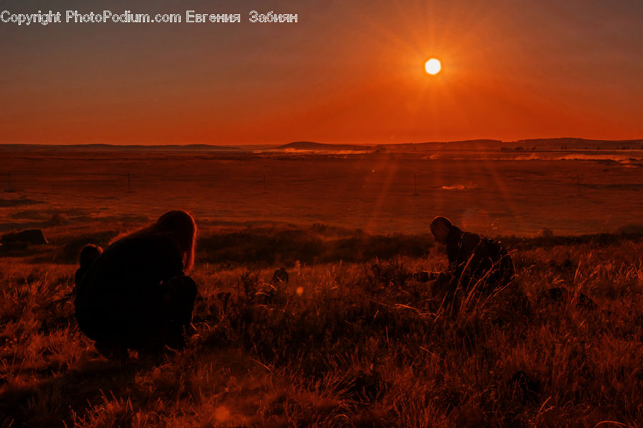 Animal, Bison, Bull, Mammal, Field, Grass, Grassland