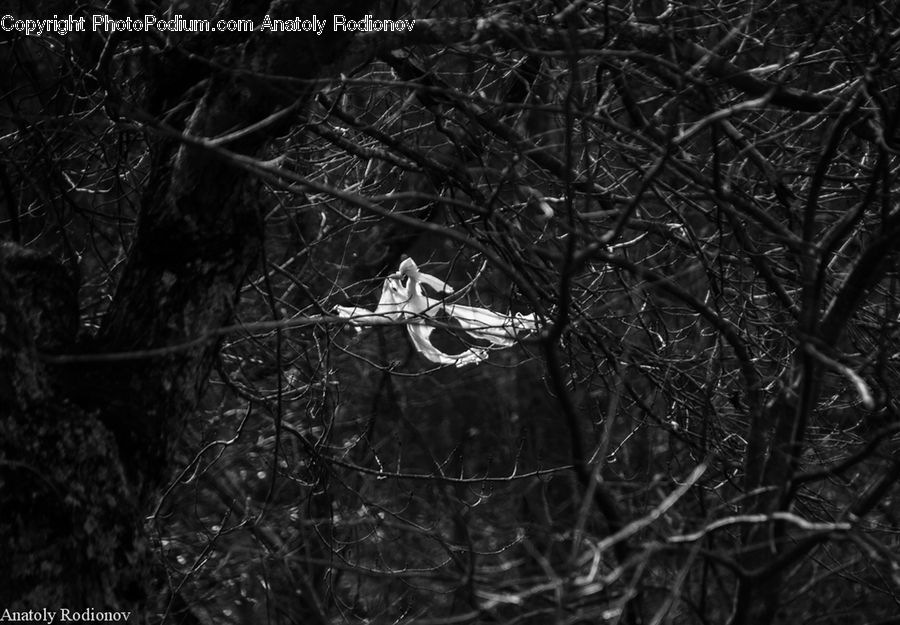 Arachnid, Garden Spider, Insect, Invertebrate, Spider, Animal, Mammal