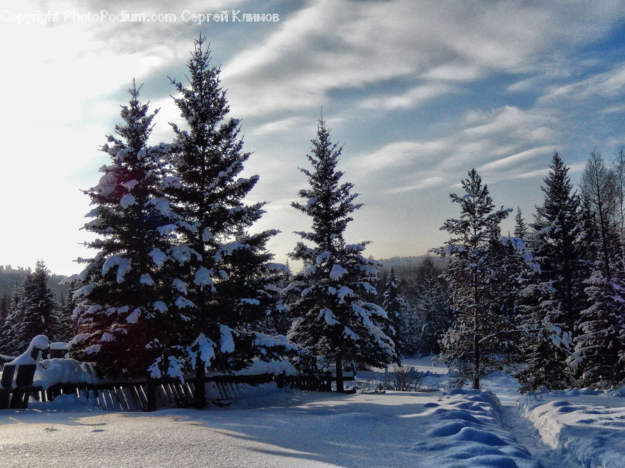 Conifer, Fir, Spruce, Wood, Ice, Outdoors, Snow