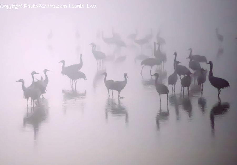 Bird, Crane Bird, Heron, Glass, Fog, Mist, Outdoors