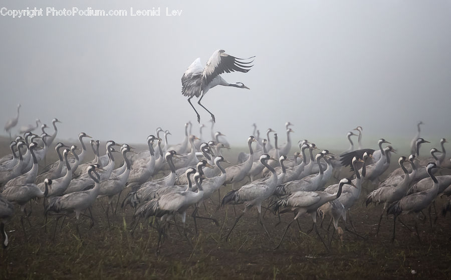 Bird, Stork, Crane Bird, Heron, Flock, Swan, Waterfowl