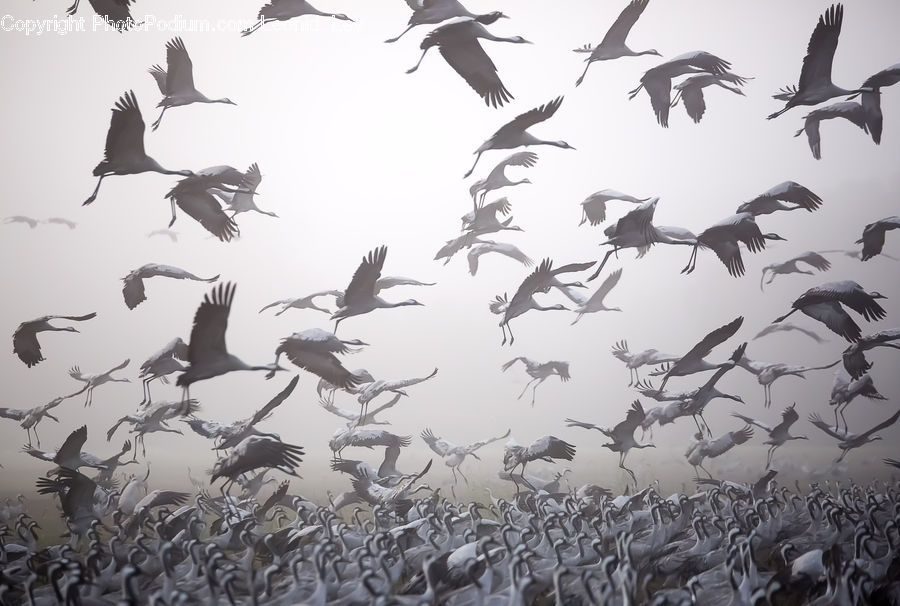 Flock, Bird, Crane Bird, Heron, Stork, Magpie, Ardeidae