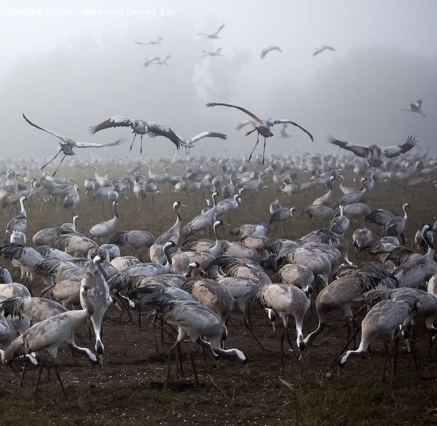 Ardeidae, Bird, Flamingo, Flock, Crane Bird, Heron