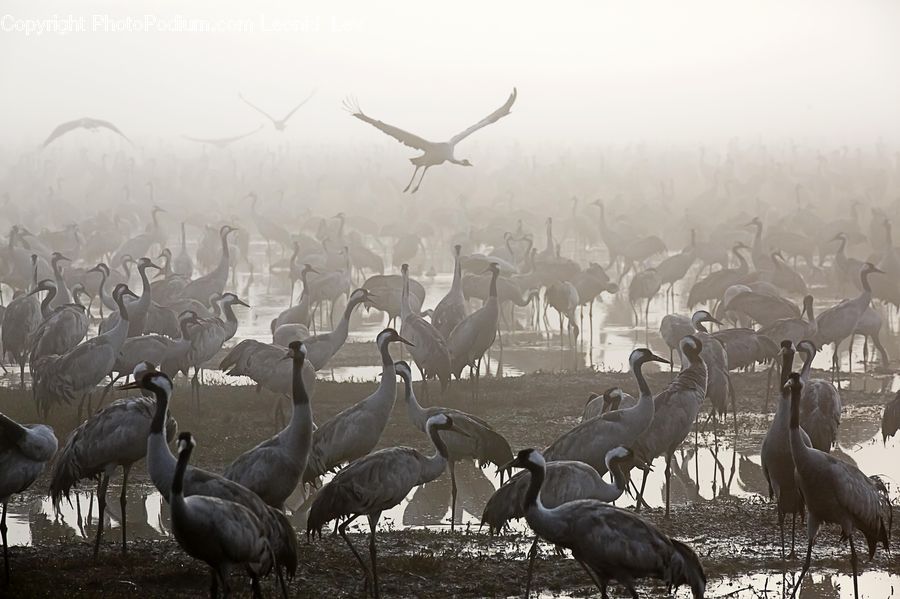 Bird, Crane Bird, Heron, Goose, Waterfowl, Ardeidae, Stork