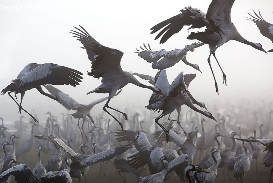 Bird, Crane Bird, Heron, Stork, Ardeidae, Magpie, Swallow
