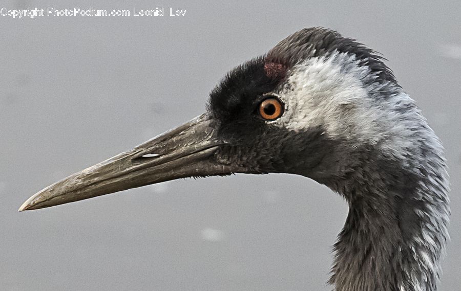 Beak, Bird, Crane Bird, Heron, Head, Portrait