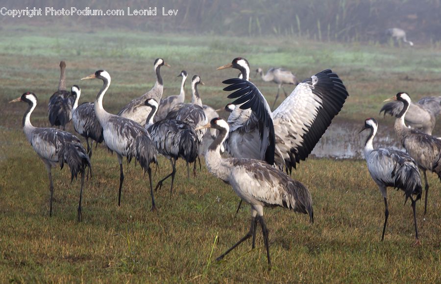 Bird, Crane Bird, Heron, Goose, Waterfowl