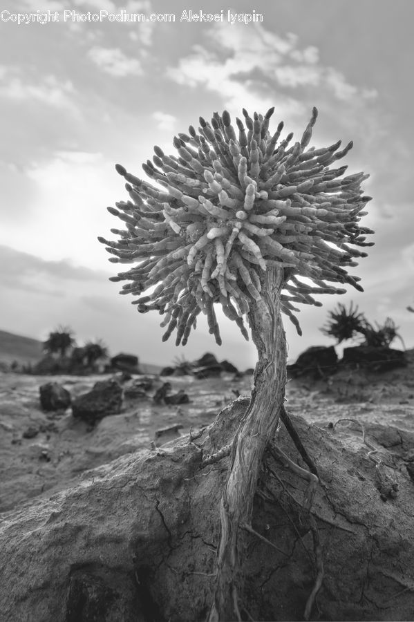Plant, Tree, Aloe, Conifer, Fir, Soil, Blossom