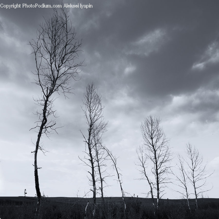 Plant, Tree, Outdoors, Sky, Oak, Wood, Silhouette