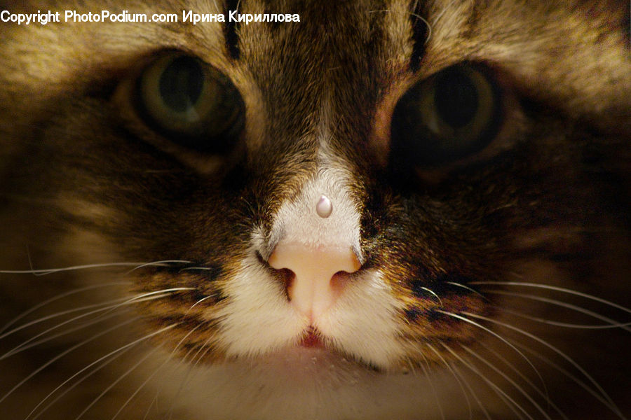 Animal, Cat, Mammal, Manx, Pet, Abyssinian, Siamese