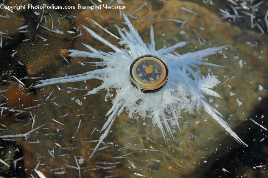 Compass, Soil, Dandelion, Flower, Plant, Droplet, Ground