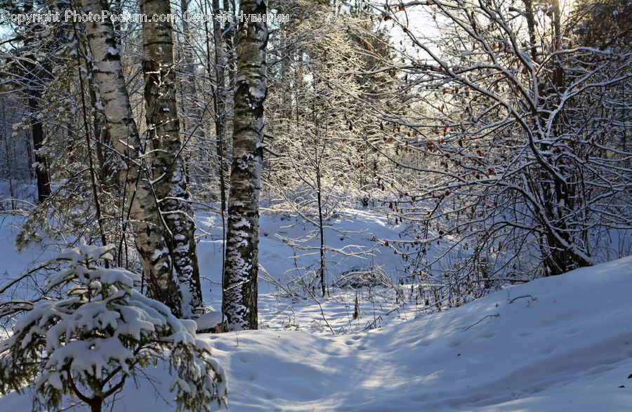 Birch, Tree, Wood, Forest, Vegetation, Landscape, Nature