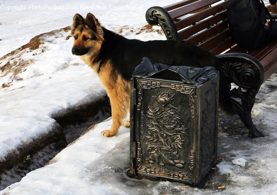 Animal, Canine, Dog, German Shepherd, Mammal, Pet, Collie