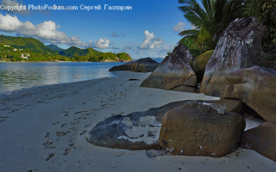 Rock, Coast, Outdoors, Sea, Water, Beach, Forest