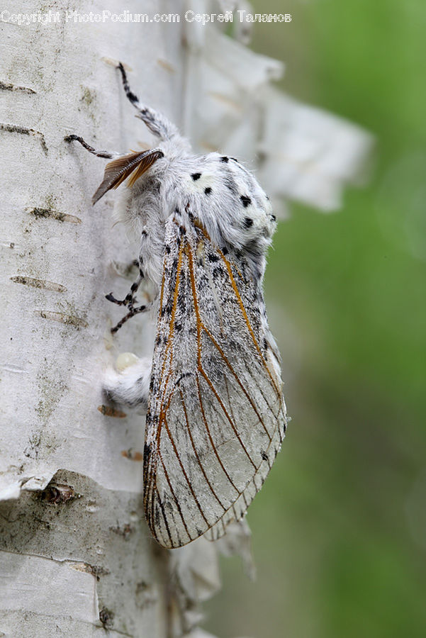 Arachnid, Garden Spider, Insect, Invertebrate, Spider, Butterfly, Birch