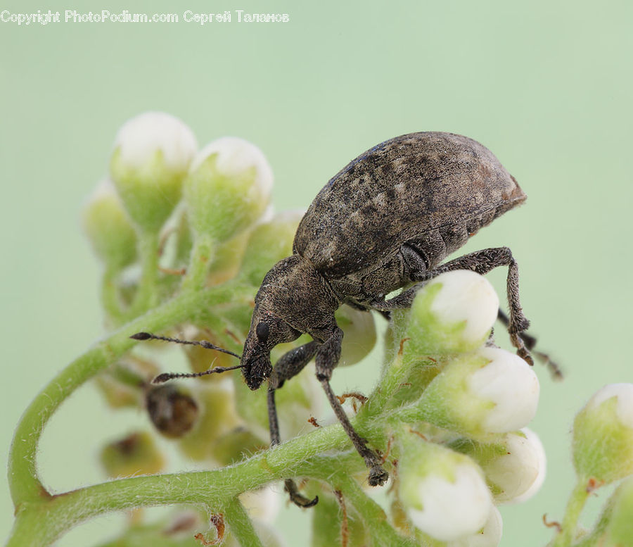 Dung Beetle, Insect, Invertebrate, Arachnid, Garden Spider, Spider, Animal