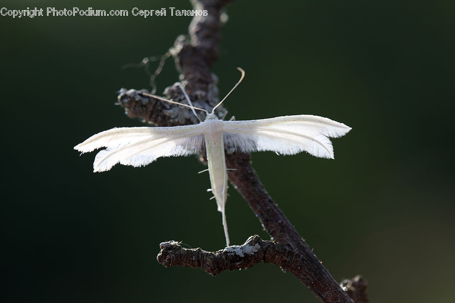 Anisoptera, Dragonfly, Insect, Invertebrate, Smoke, Blossom, Flora