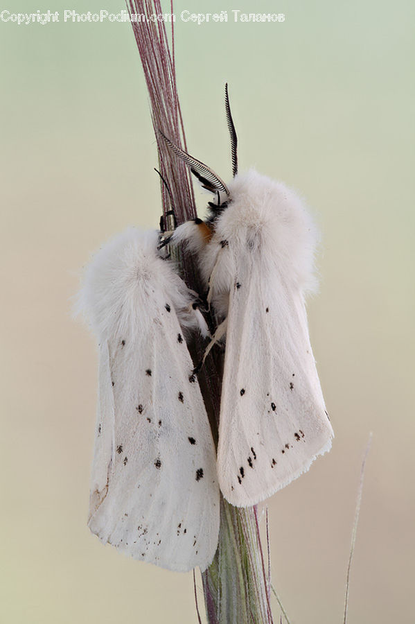 Butterfly, Insect, Invertebrate, Moth, Clothing, Dress, Blossom