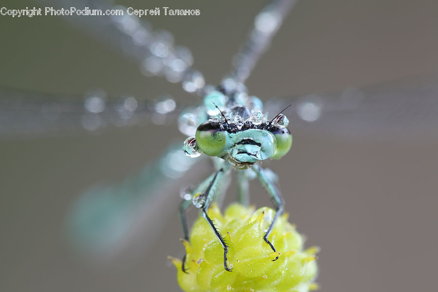 Arachnid, Garden Spider, Insect, Invertebrate, Spider, Accessories, Bead