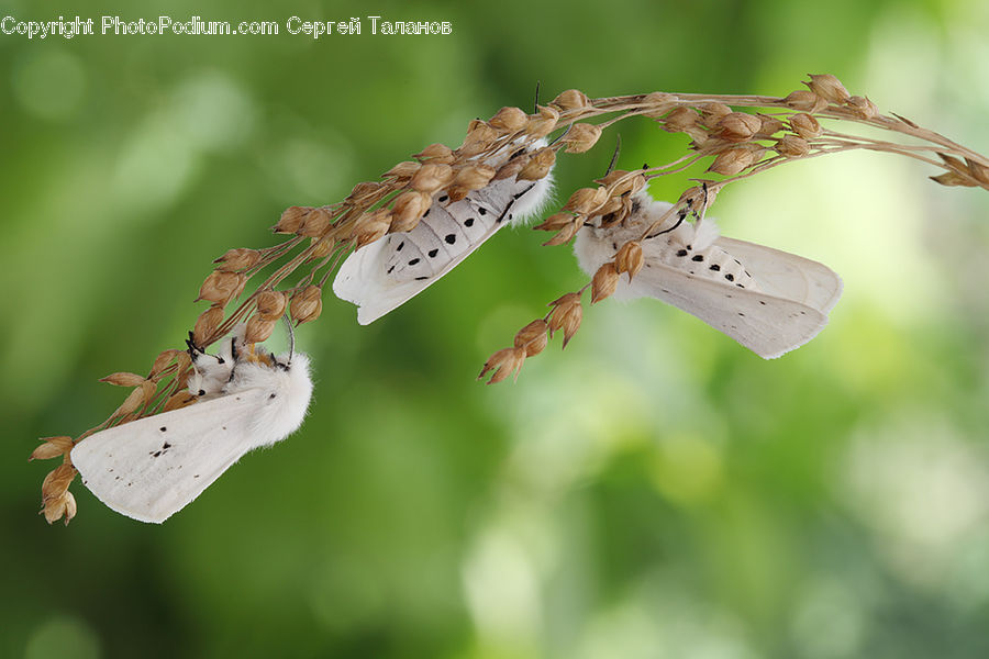 Arachnid, Garden Spider, Insect, Invertebrate, Spider, Anisoptera, Dragonfly