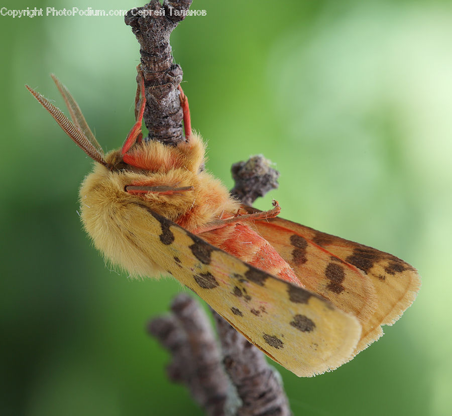 Bee, Insect, Invertebrate, Butterfly, Moth, Arachnid, Garden Spider
