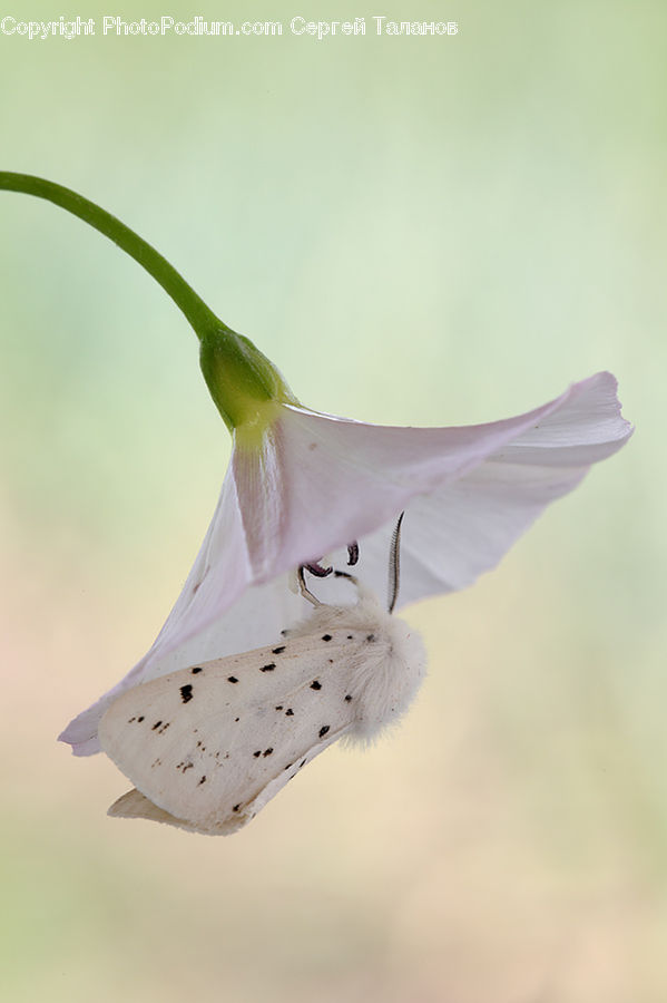 Flora, Flower, Gladiolus, Plant, Blossom, Lily