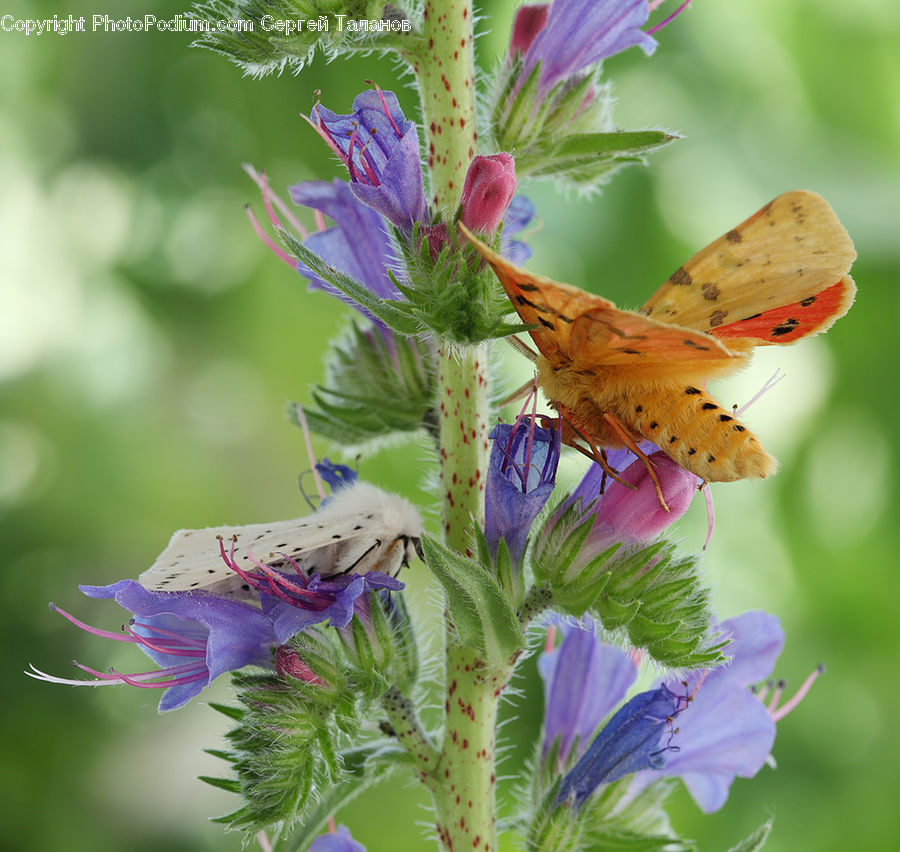 Bee, Insect, Invertebrate, Butterfly, Blossom, Flora, Flower