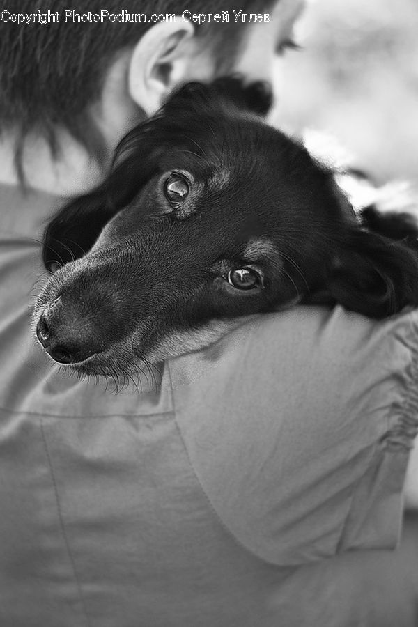 Animal, Canine, Collie, Dog, Mammal, Pet, Person