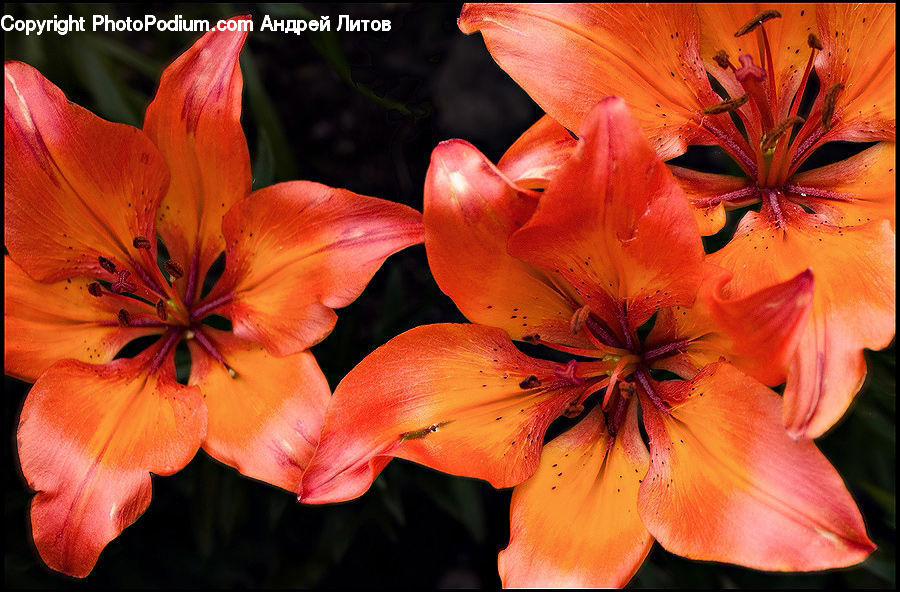 Flora, Flower, Lily, Plant, Blossom, Geranium, Gladiolus