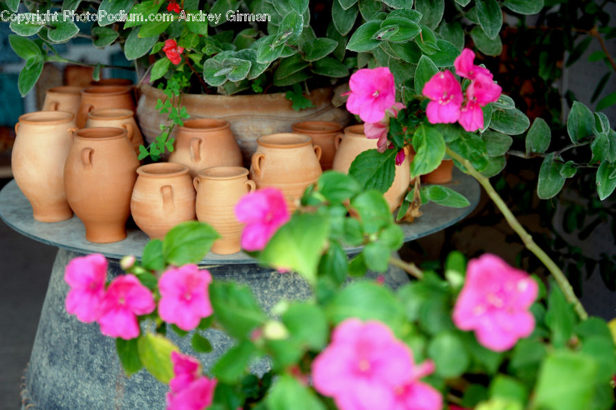 Blossom, Flora, Flower, Geranium, Plant, Pot, Pottery