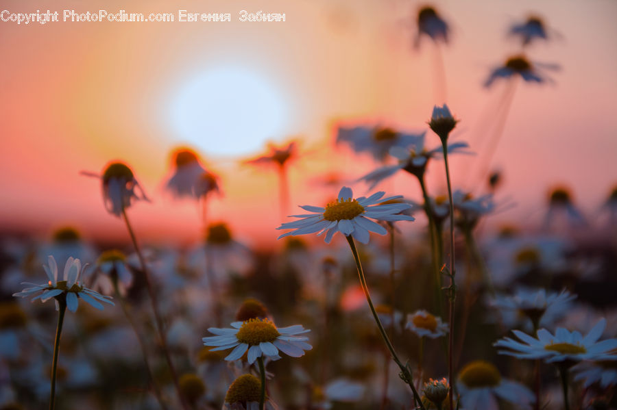 Plant, Weed, Daisies, Daisy, Flower, Cosmos, Blossom