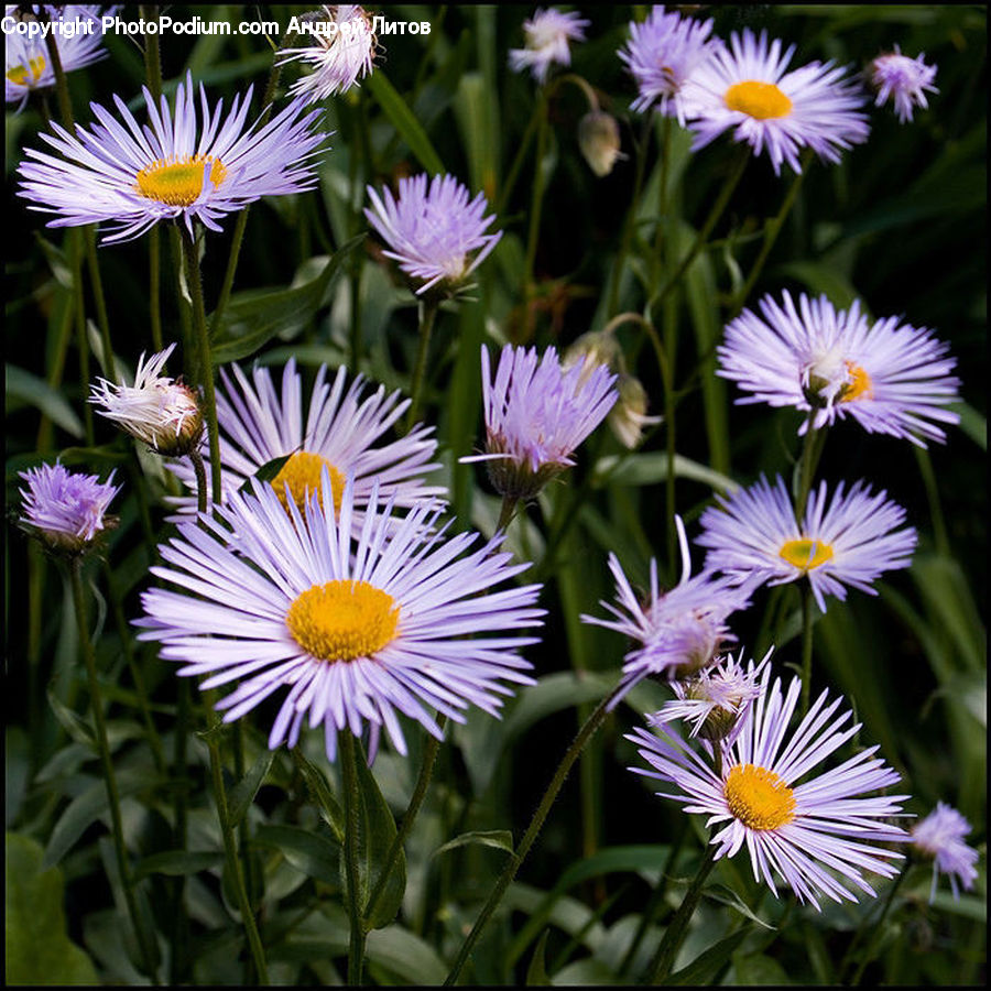 Aster, Blossom, Flower, Plant, Daisies, Daisy, Flora