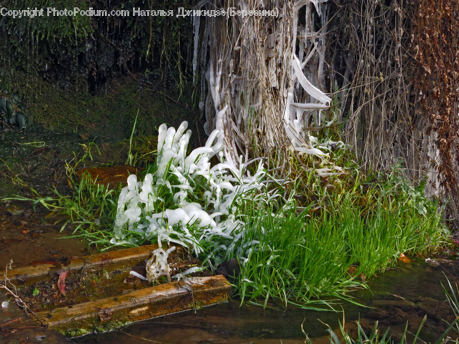 Outdoors, Pond, Water, Conifer, Fir, Plant, Tree