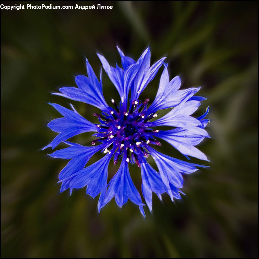 Asteraceae, Blossom, Flora, Flower, Plant, Aster, Dandelion