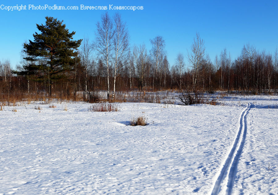 Dirt Road, Gravel, Road, Forest, Vegetation, Landscape, Nature