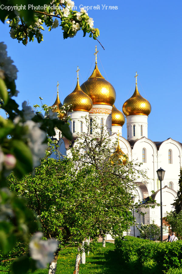 Architecture, Dome, Church, Worship, Tower, Bush, Plant