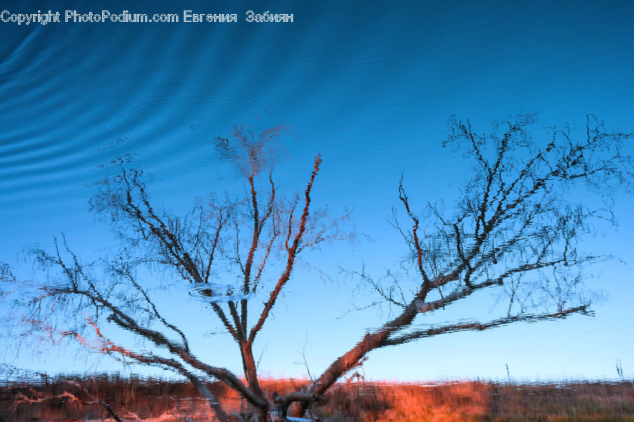 Oak, Tree, Wood, Plant, Bush, Vegetation, Field