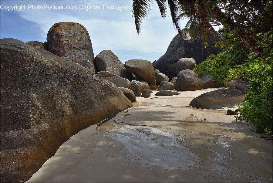 Palm Tree, Plant, Tree, Rock, Beach, Coast, Outdoors