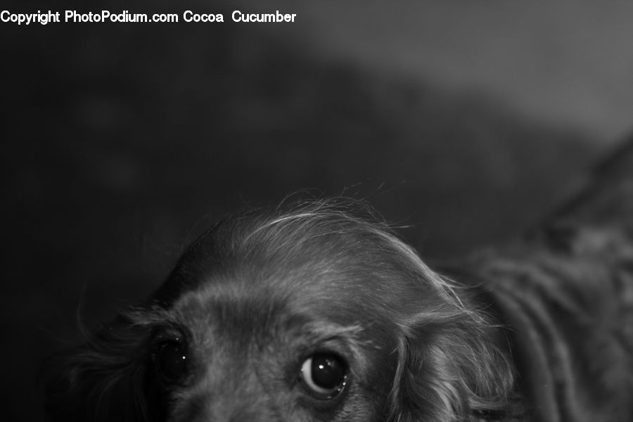 Animal, Canine, Cocker Spaniel, Dog, Mammal, Pet, Spaniel