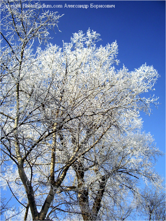Blossom, Cherry Blossom, Flower, Flora, Plant, Tree, Birch