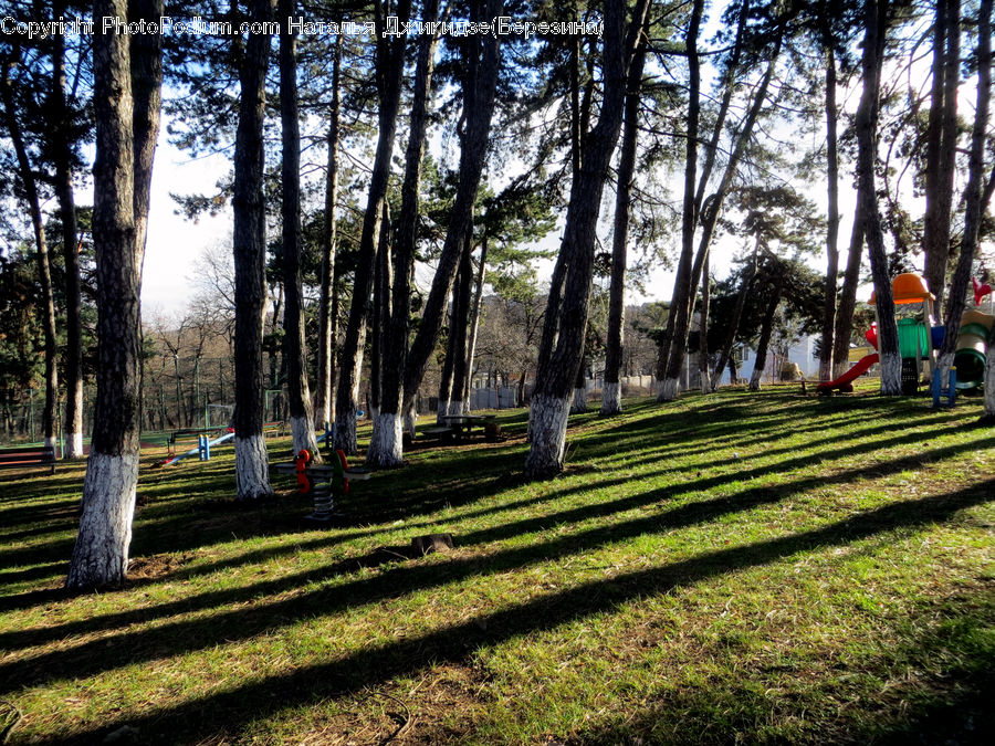 Playground, Forest, Vegetation, Park, Grove, Land, Plant