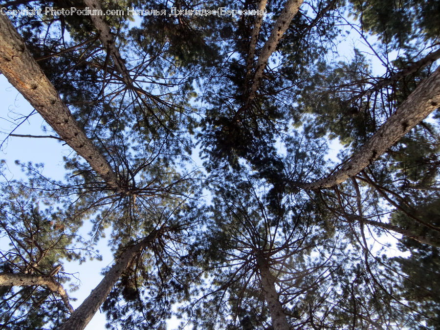 Conifer, Fir, Plant, Tree, Pine, Spruce, Wood