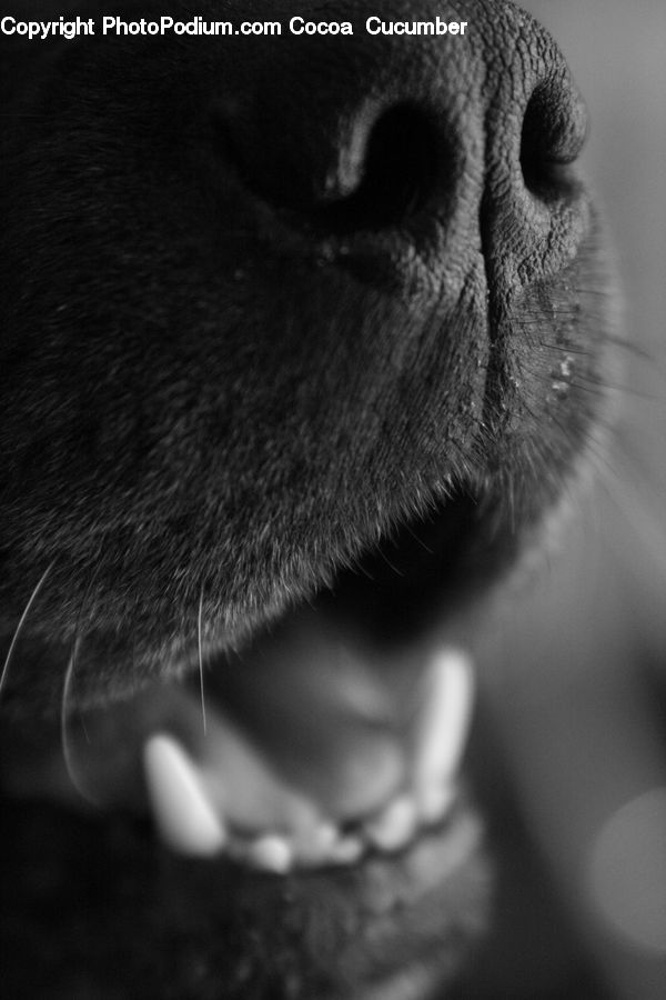 Animal, Adorable