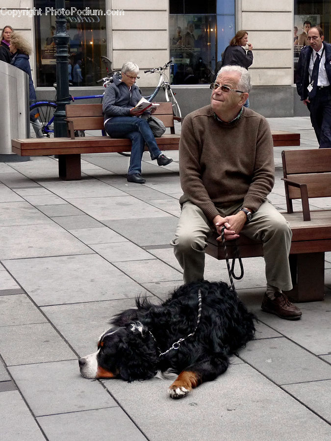 People, Person, Human, Animal, Canine, Cocker Spaniel, Dog