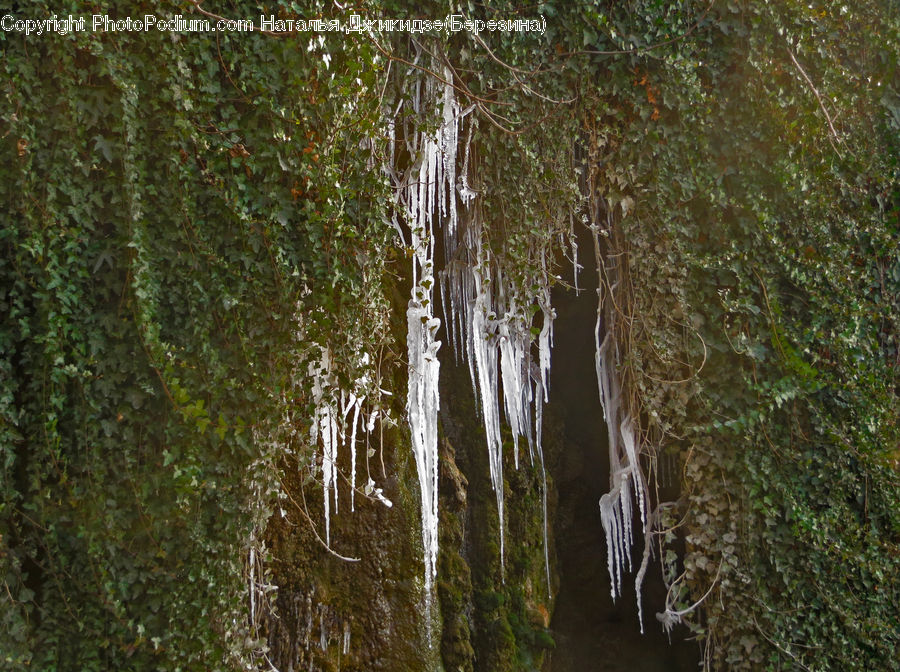 Birch, Tree, Wood, Land, Marsh, Pond, Swamp